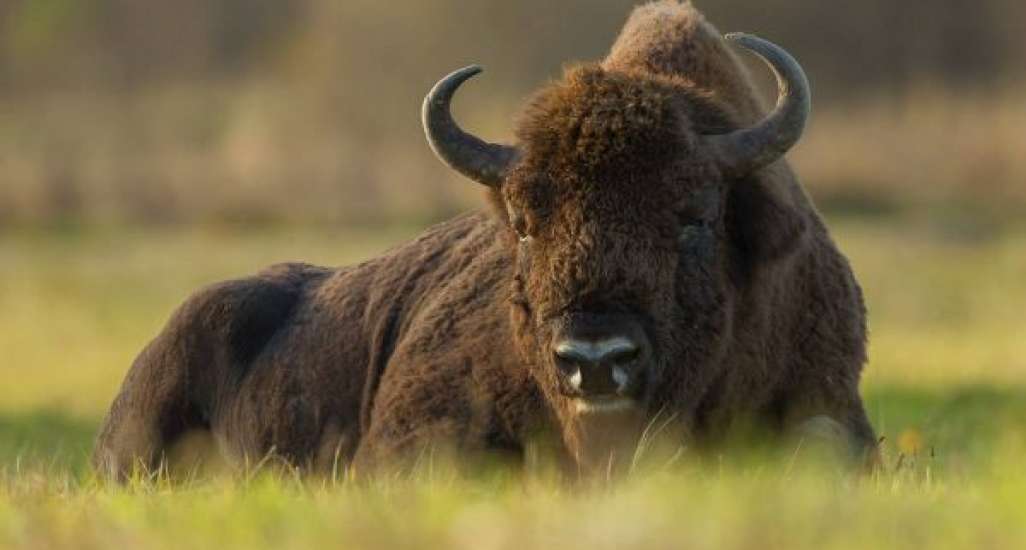 Как проходит акция «Поддержи зубра»